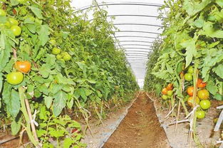 德宏农产品 以特色拓市场，以基建强根基