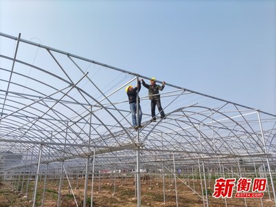 打造“菜篮子”优品 石鼓区以农业企业托管服务加快现代农业发展步伐