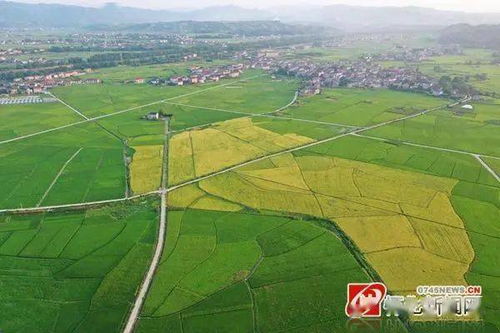 怀化24小时 城市建设调研、助学政策与农业托管服务动态