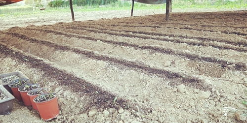 青岛百合重绽光彩 五株母本育出二十万新苗，中国农科院半岛试验基地助力产业升级